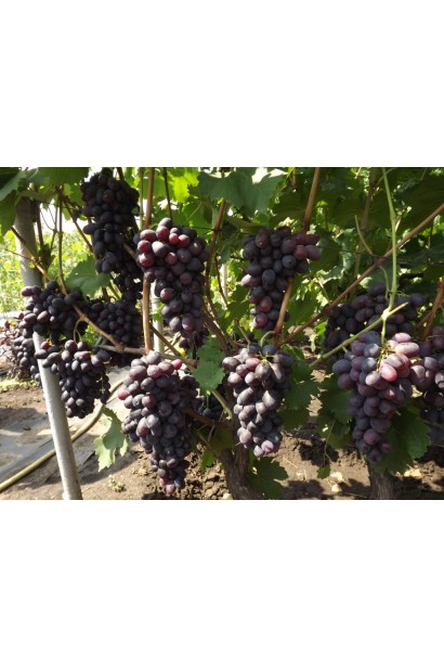 Vitis vinifera Aivengo